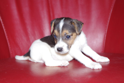 Les chiots de Parson Russell Terrier
