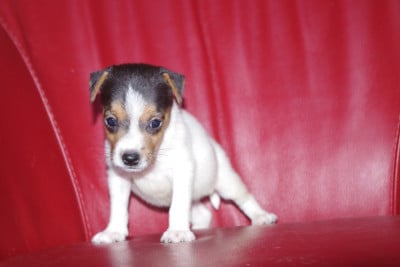 Les chiots de Parson Russell Terrier