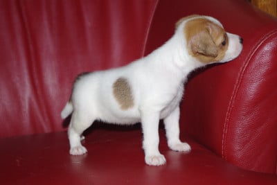 Les chiots de Parson Russell Terrier