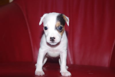 Les chiots de Parson Russell Terrier