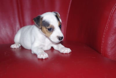 Les chiots de Parson Russell Terrier
