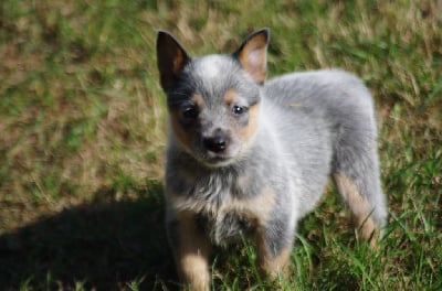 Les chiots de Bouvier australien