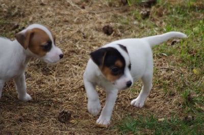 Les chiots de Jack Russell Terrier