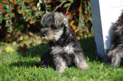 Les chiots de Schnauzer miniature