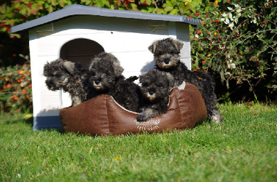 Les chiots de Schnauzer miniature