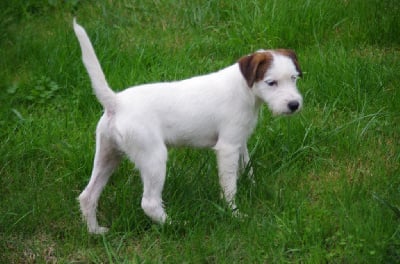 Les chiots de Parson Russell Terrier