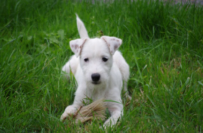 Les chiots de Parson Russell Terrier
