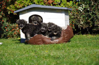 Les chiots de Schnauzer miniature