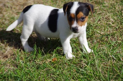 Les chiots de Jack Russell Terrier