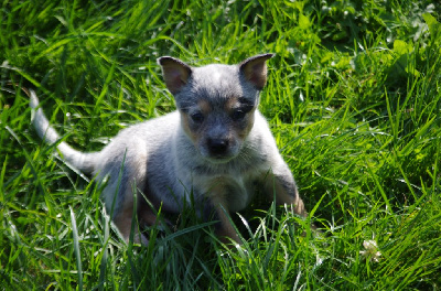 Les chiots de Bouvier australien