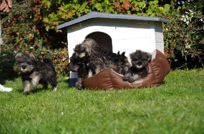 Les chiots de Schnauzer miniature