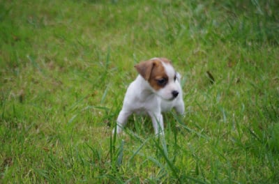 Les chiots de Jack Russell Terrier
