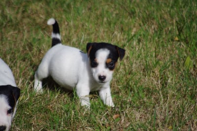 Les chiots de Jack Russell Terrier