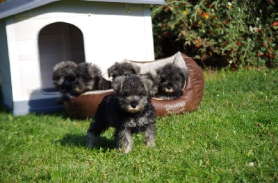 Les chiots de Schnauzer miniature