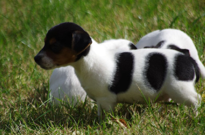 Les chiots de Jack Russell Terrier