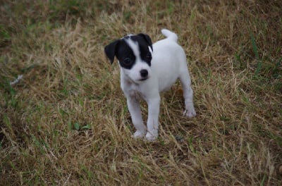 Les chiots de Jack Russell Terrier