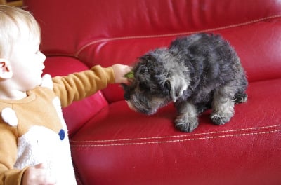 Les chiots de Schnauzer miniature
