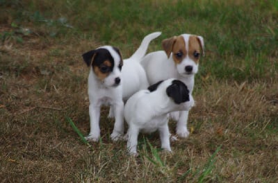 Les chiots de Jack Russell Terrier