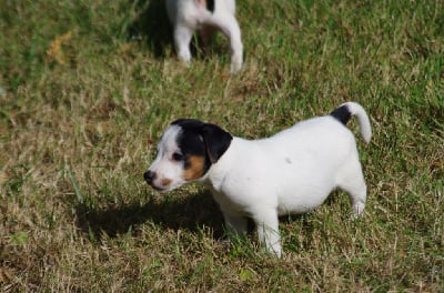 Les chiots de Jack Russell Terrier