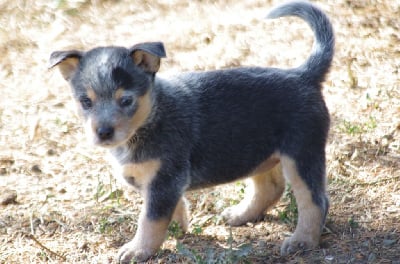 Les chiots de Bouvier australien