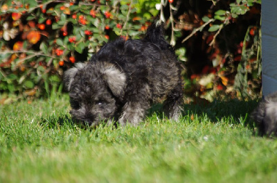 Les chiots de Schnauzer miniature
