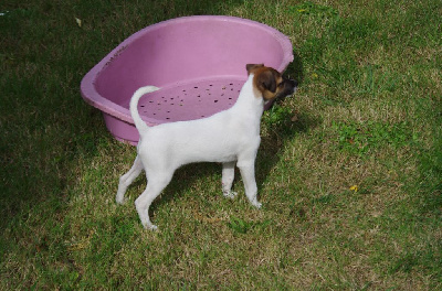 Les chiots de Jack Russell Terrier