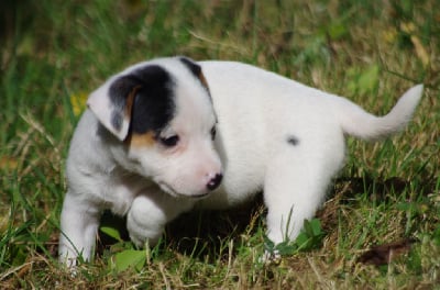 Les chiots de Jack Russell Terrier