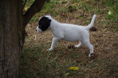 Les chiots de Jack Russell Terrier