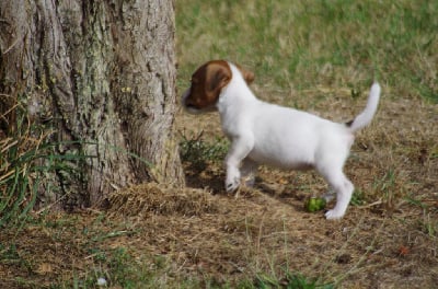 Les chiots de Jack Russell Terrier