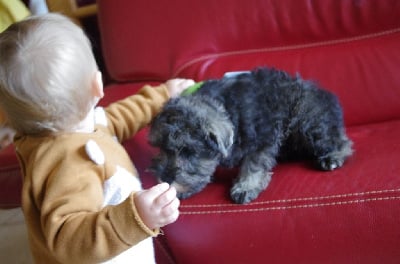 Les chiots de Schnauzer miniature