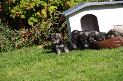 Les chiots de Schnauzer miniature
