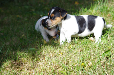 Les chiots de Jack Russell Terrier