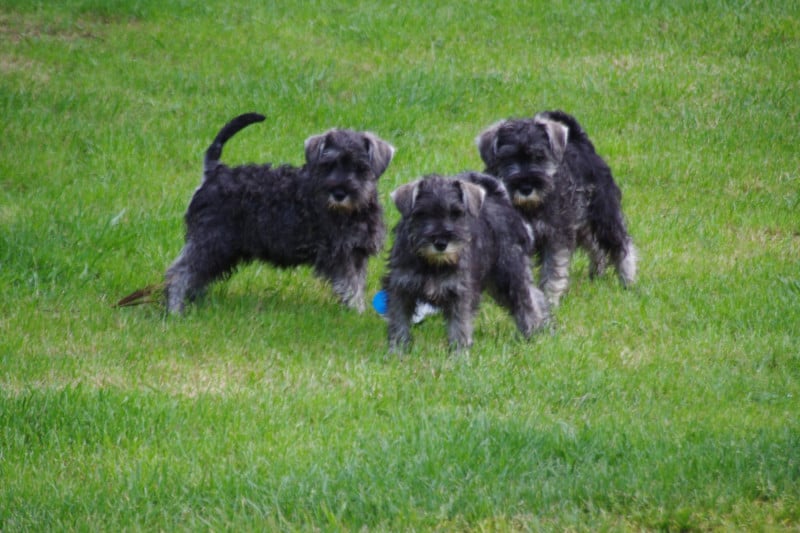 Schnauzer miniature - A L'Ouest Des Prés De L'Abby