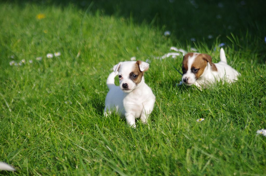CHIOT - Jack Russell Terrier