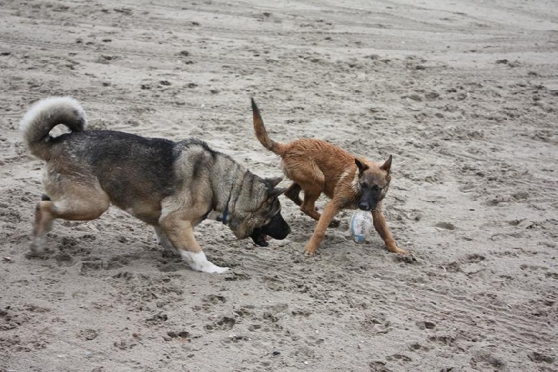 Béné tleilax cadbury de Champernoune
