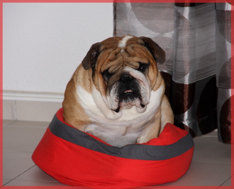 Publication : Born To Be A Bull