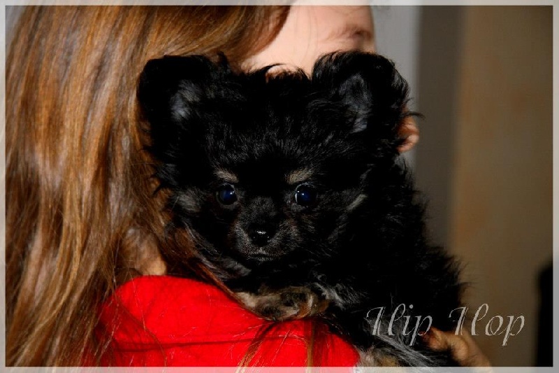 Publication : Born To Be A Bull Auteur : Sonia Vrac