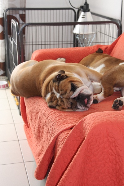 Publication : Born To Be A Bull