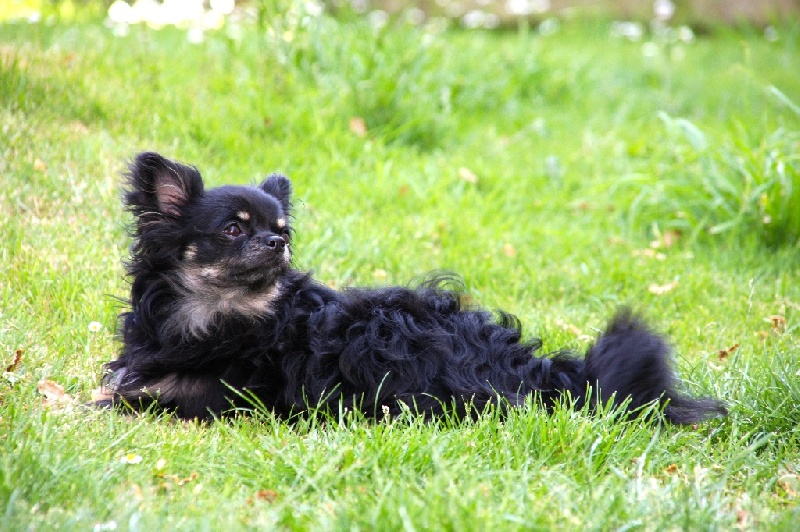 Publication : Born To Be A Bull Auteur : Sonia Vrac