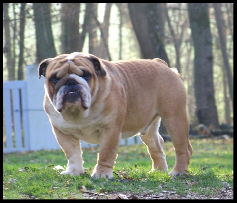 Publication : Born To Be A Bull