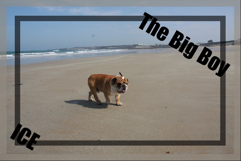 Publication : Born To Be A Bull