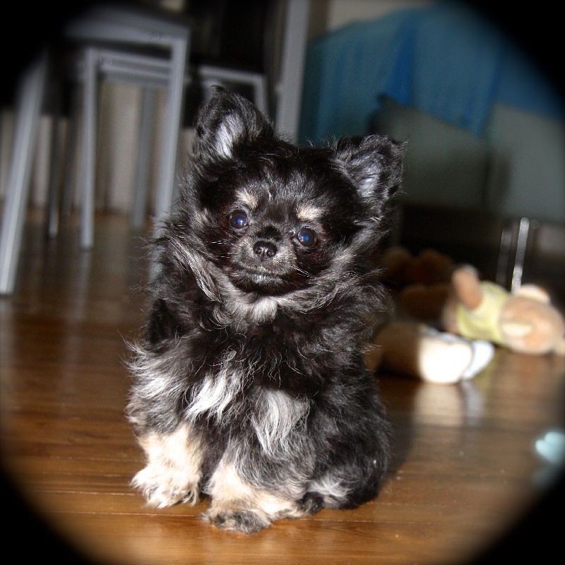 Publication : Born To Be A Bull Auteur : Sonia Vrac