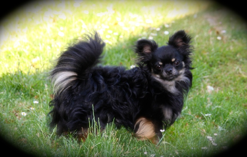 Publication : Born To Be A Bull Auteur : Sonia Vrac