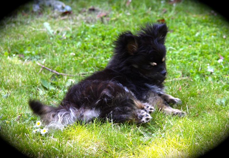 Publication : Born To Be A Bull Auteur : Sonia Vrac