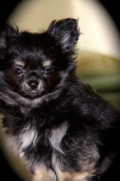 Publication : Born To Be A Bull Auteur : Sonia Vrac