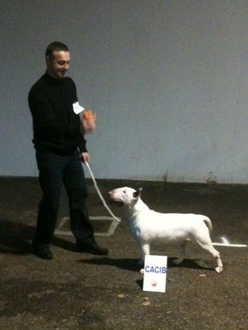 CH. Fly me to the moon de la Tribu Parisii - 1ere excellent CACIB