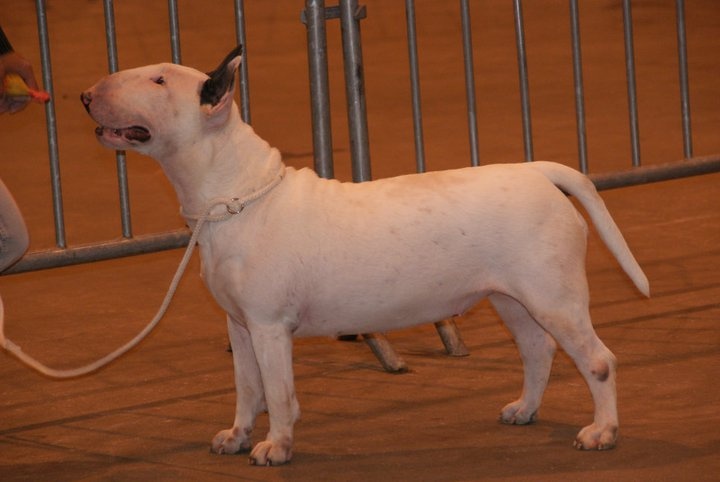 CH. Fly me to the moon de la Tribu Parisii - 2ème EXC Classe Jeune