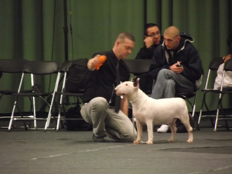 CH. Fly me to the moon de la Tribu Parisii - .