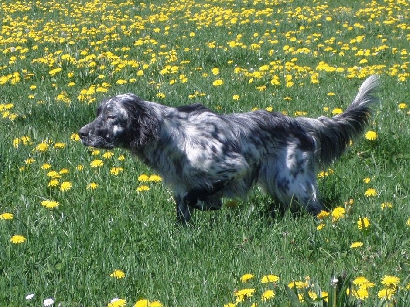 Publication : Du Long Bec D'enchanet