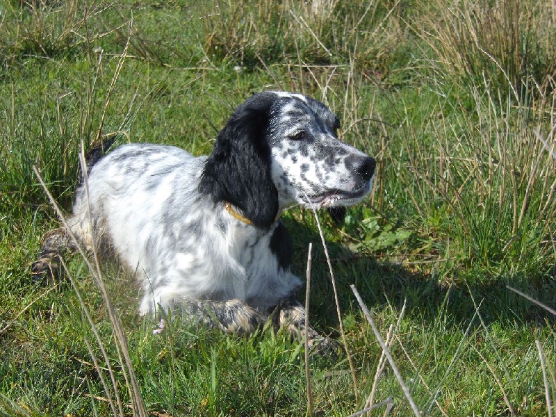 Publication : Du Long Bec D'enchanet